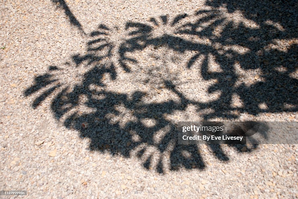 Plant Leaf Shadows