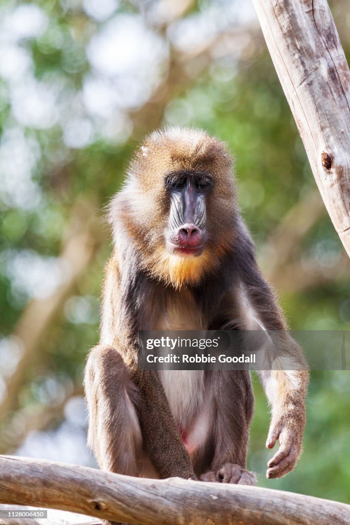 Mandrill (Mandrillus sphinx)