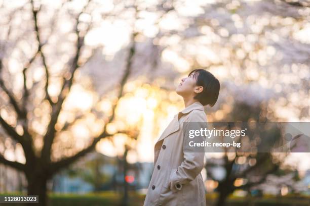 joven empresaria en parque público debajo de árboles de sakura durante la puesta de sol - cherry blossom in full bloom in tokyo fotografías e imágenes de stock