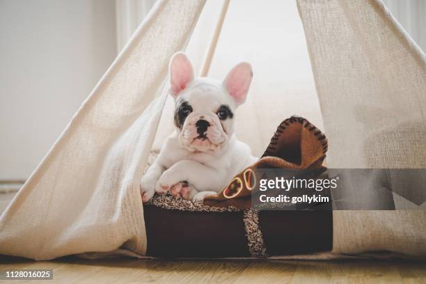 かわいいフレンチ ブルドッグ子犬ティーピー テント、イングランドの中ベッドで横になっています。 - teepee ストックフォトと画像