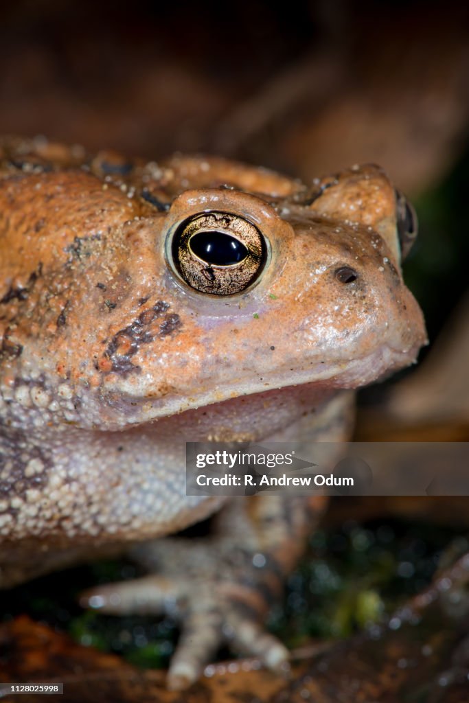Fowler's toad