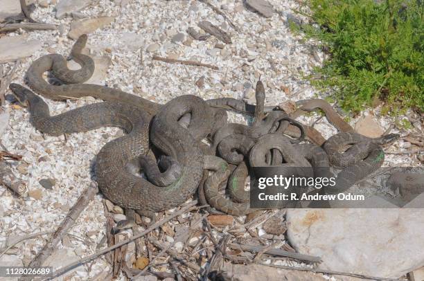 lake erie water snake - water snake stock pictures, royalty-free photos & images