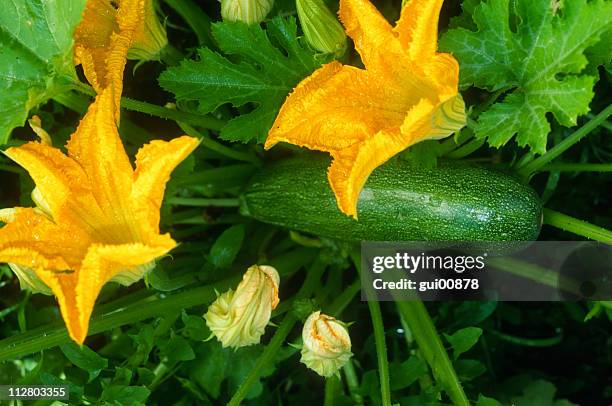 marrow plant - marrow squash 個照片及圖片檔