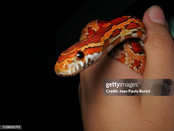 corn snake close-up on hand - corn snake stockfoto's en -beelden