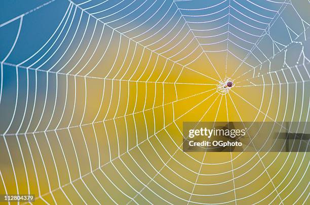 neatly made spider web against blurred yellow and blue back - spider web stock pictures, royalty-free photos & images