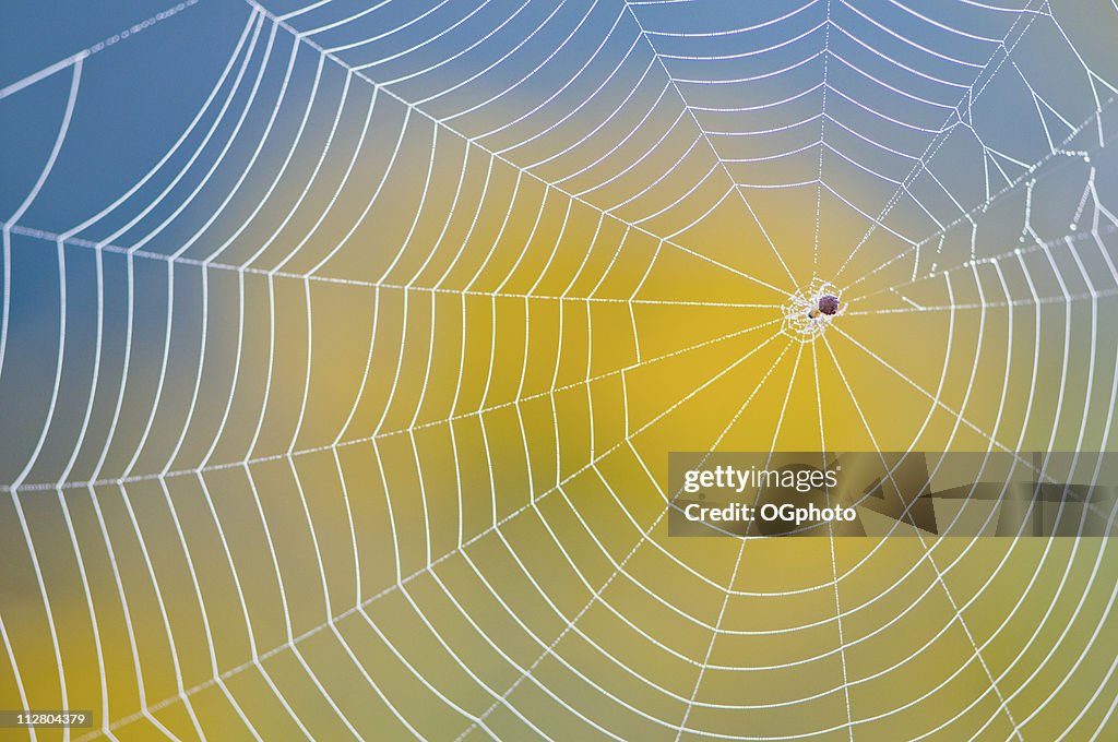 Neatly made spider web against blurred yellow and blue back