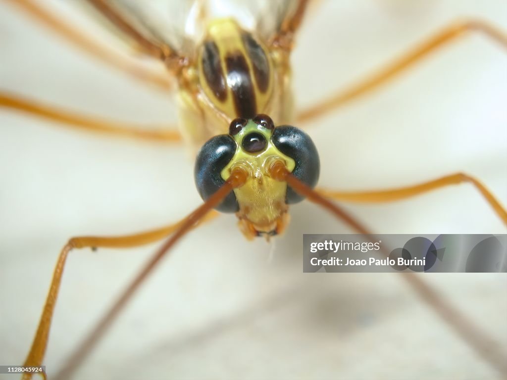 Parasitoid Fly Frontal Portrait High-Res Stock Photo - Getty Images
