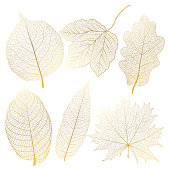 Set of leaves vein, gold.