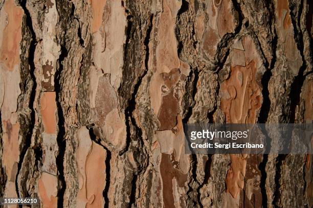 the stone pine, botanical name pinus pinea - bark ストックフォトと画像