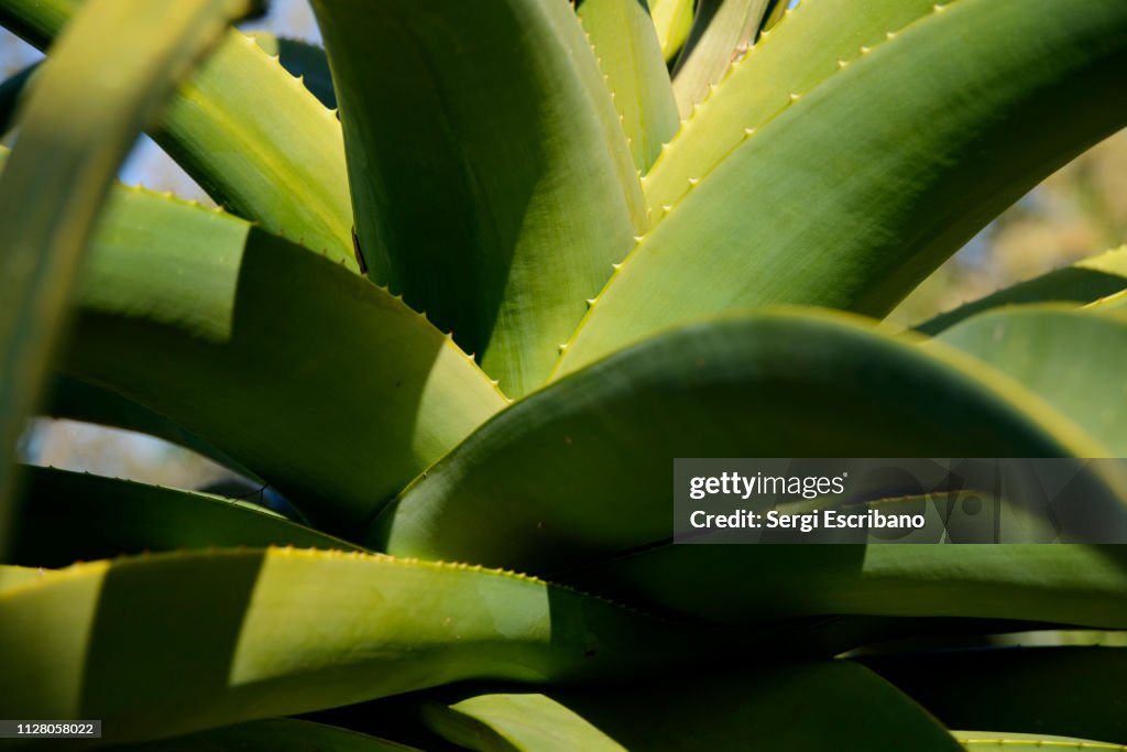 Aloe ferox , hibrid putatiu A. ferox x A. thraskii, Bitter Aloe