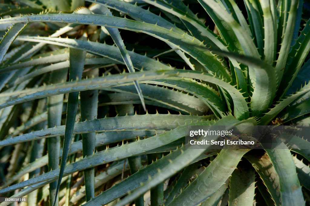 Puya Bertoliana, Chagual