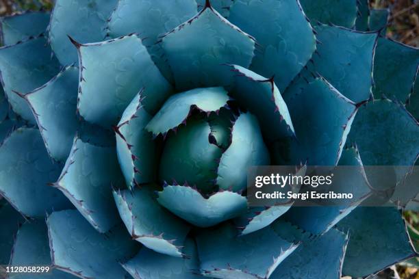 agave parrasana - succulent plant stock pictures, royalty-free photos & images