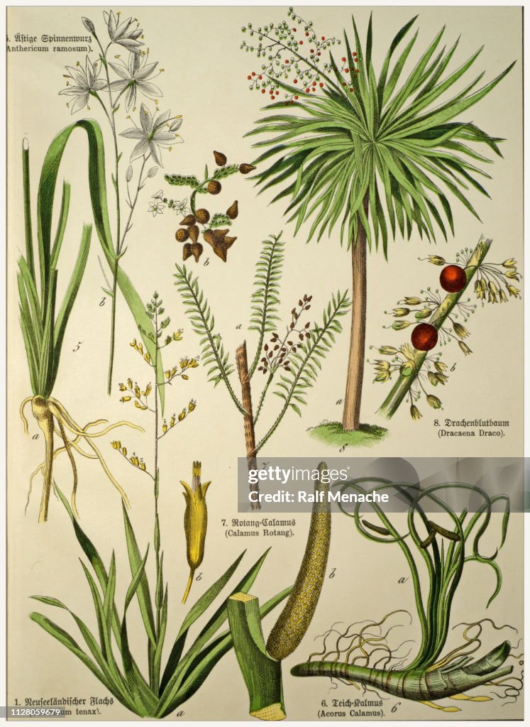 Victorian style botanical lithographs with corresponding caption in Latin and old German script. Munich 1880-1889, Germany.