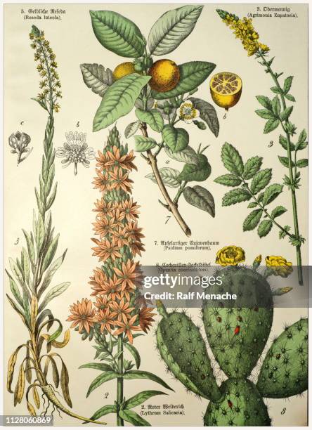 stockillustraties, clipart, cartoons en iconen met victoriaanse stijl botanische litho's met bijbehorende bijschrift in de latijnse en oud duitse script. 1880-1889, münchen. - agrimonia-eupatoria