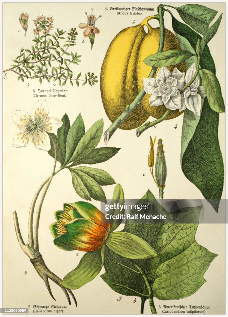 Victorian style botanical lithographs with corresponding caption in Latin and old German script. Munich 1880-1889, Germany.