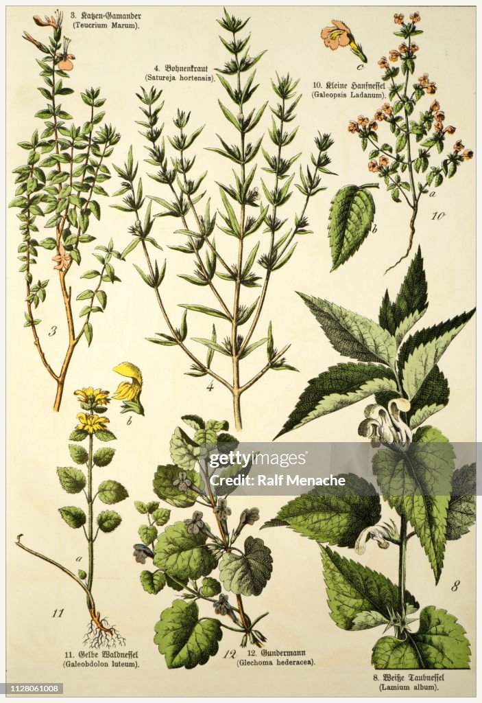 Victorian style botanical lithographs with corresponding caption in Latin and old German script. Munich 1880-1889, Germany.