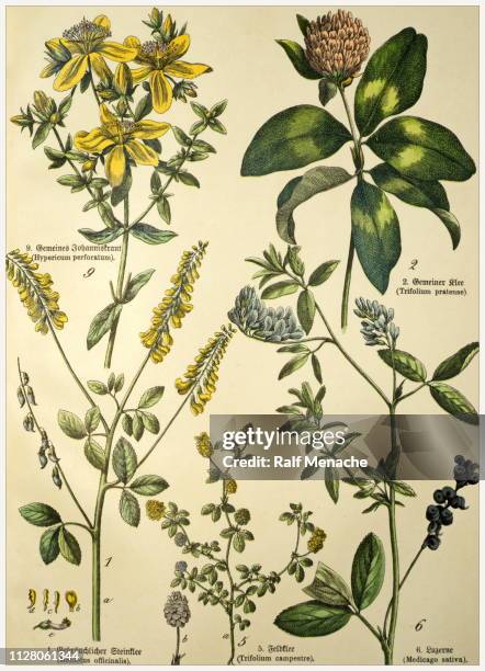victorian style botanical lithographs with corresponding caption in latin and old german script. munich 1880-1889, germany. - st johns wort stock illustrations