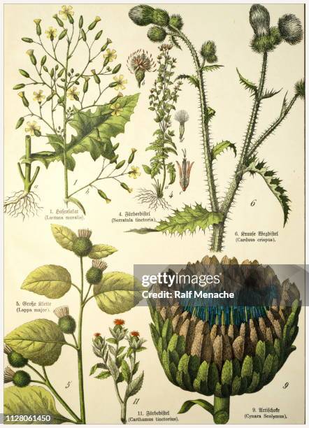 victorian style botanical lithographs with corresponding caption in latin and old german script. munich 1880-1889, germany. - artichoke pattern stock illustrations