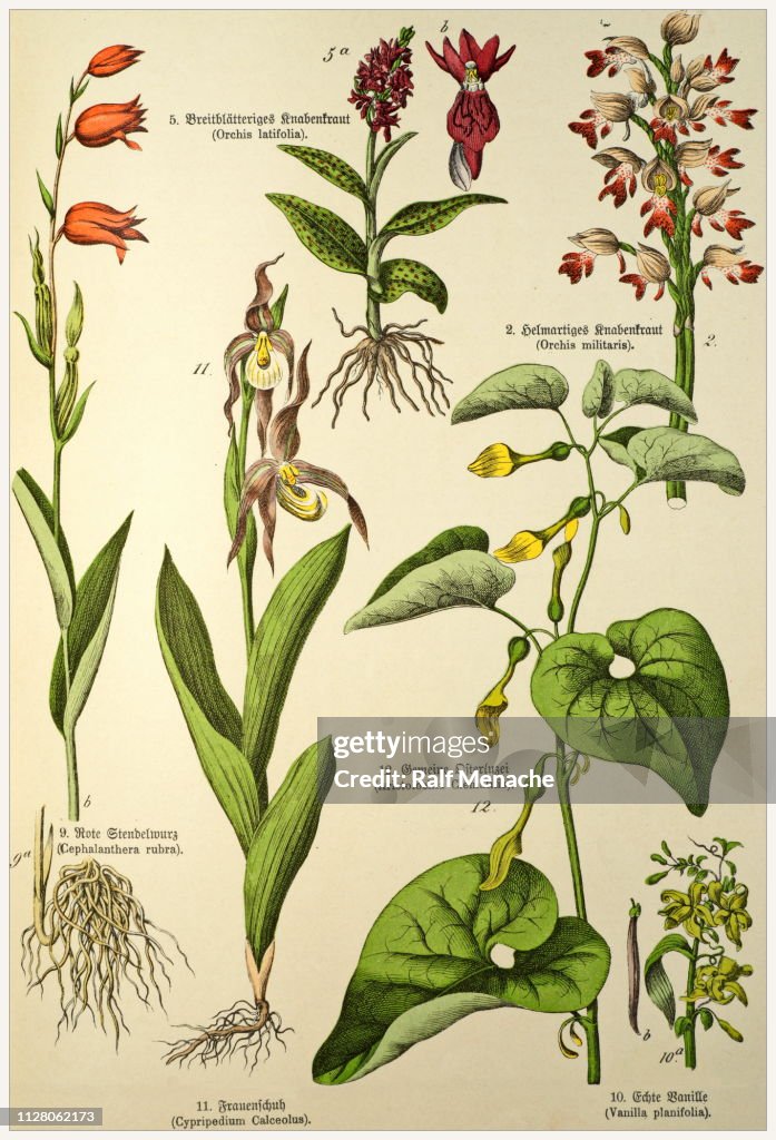 Victorian style botanical lithographs with corresponding caption in Latin and old German script. Munich 1880-1889, Germany.