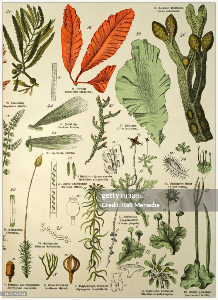 Victorian style botanical lithographs with corresponding caption in Latin and old German script. Munich 1880-1889, Germany.