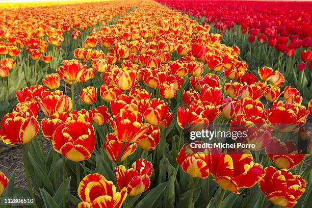 Tulip fields are in full bloom on April 21, 2011 in Lisse, Netherlands. Tourists from all over the world flock down on the so called Bulb area and...