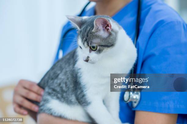 holding a cat - cat looking at camera stock pictures, royalty-free photos & images