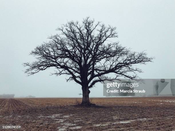 bare branched lone oak tree in a field - kale boom stockfoto's en -beelden