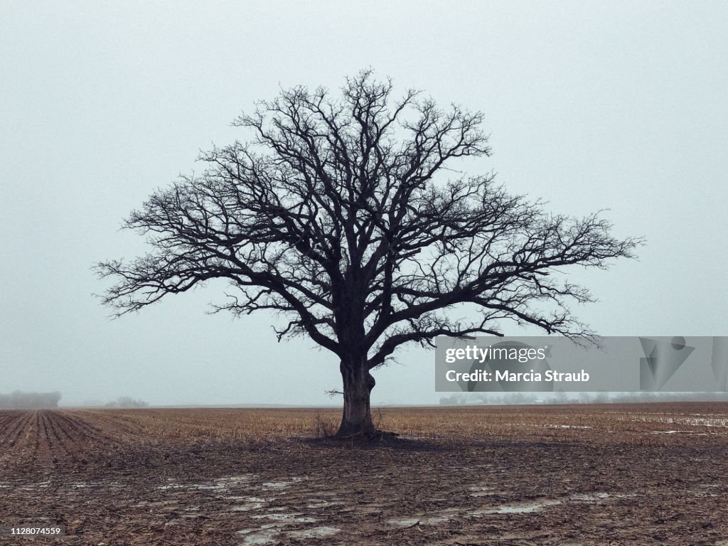 Bare Branched Lone Oak Tree in a Field