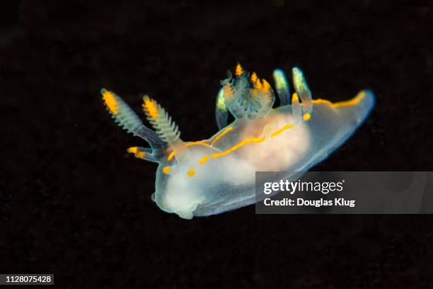 nudibranch7apr28-18 - nudibranch stock pictures, royalty-free photos & images