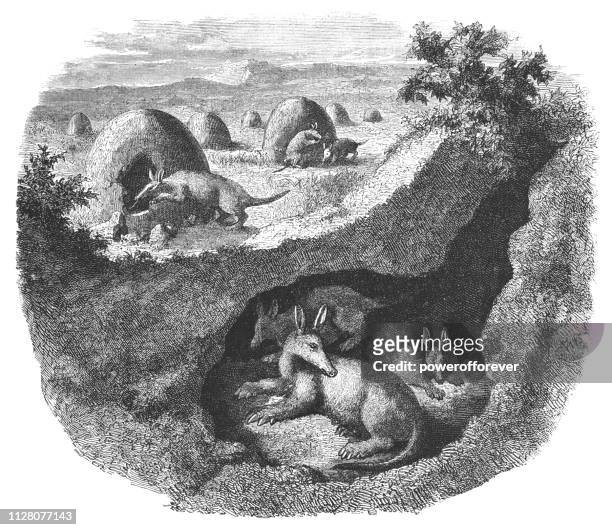 ilustrações de stock, clip art, desenhos animados e ícones de aardvarks in south africa - 19th century - porco formigueiro