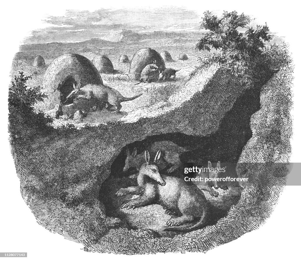 Aardvarks in South Africa - 19th Century