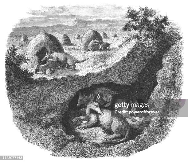 aardvarks in south africa - 19th century - aardvark stock illustrations