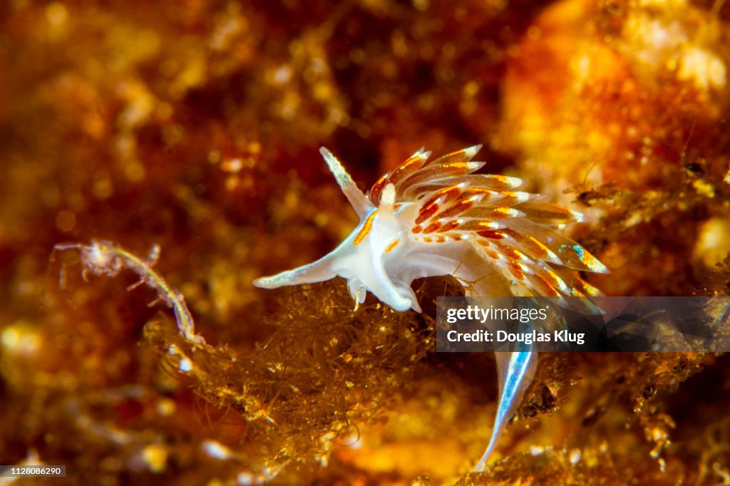 Nudibranch8May11-18