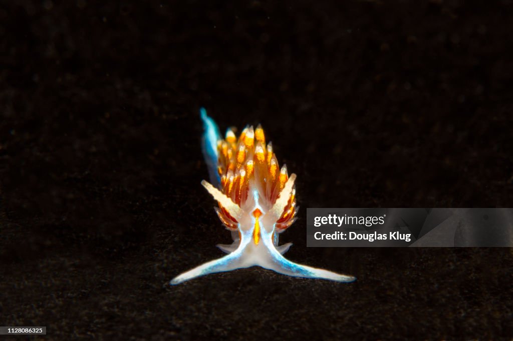 Nudibranch3May11-18