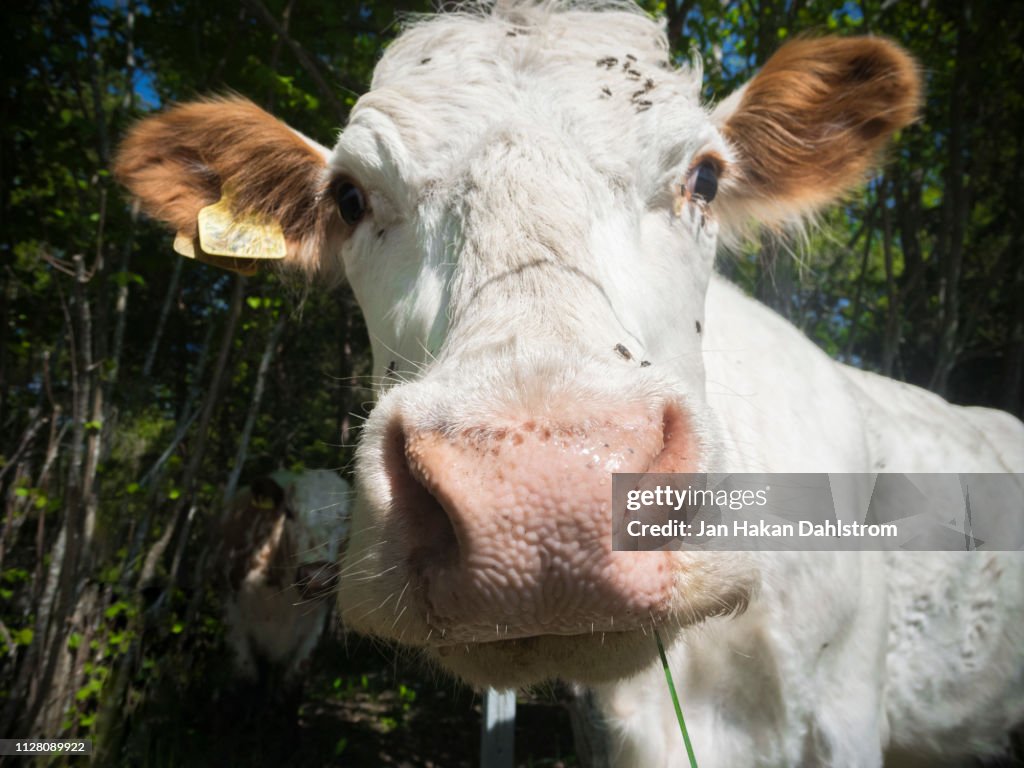 Chewing cow looking at the camera