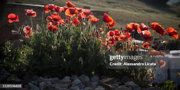 poppies illuminated by the sun - pianta selvatica stock-fotos und bilder