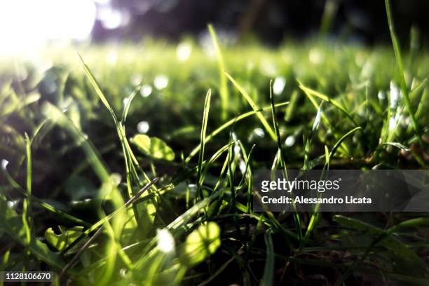 morning grass strands - prato rasato stock pictures, royalty-free photos & images