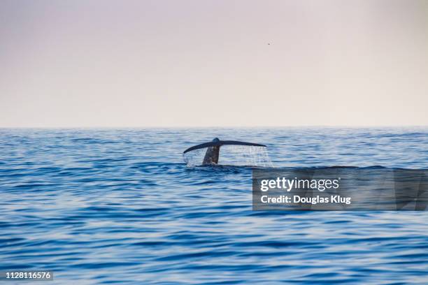 whale2june2-18 - channel islands national park stock pictures, royalty-free photos & images