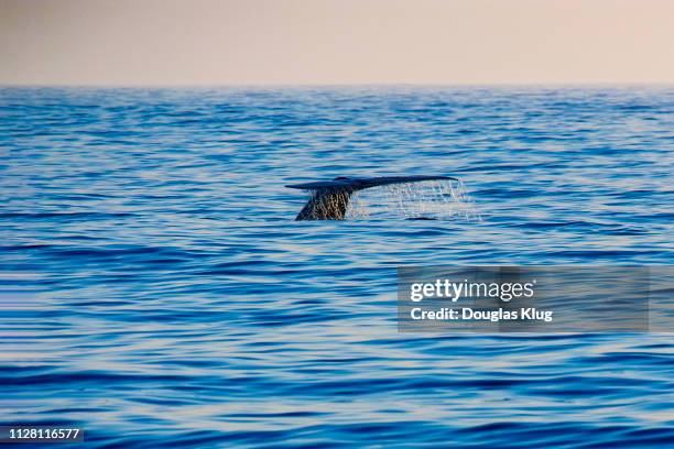 whale1june2-18 - blue whale stock pictures, royalty-free photos & images