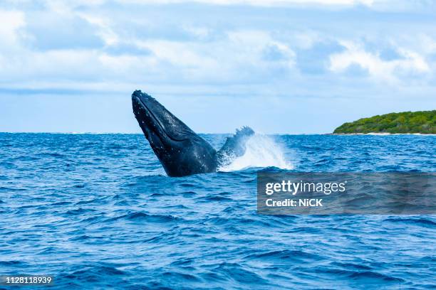 humpback whale breaching - fin whale stock pictures, royalty-free photos & images