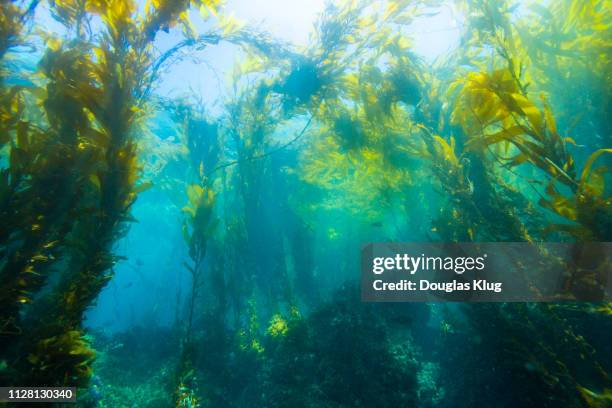 kelpforest3jun8-17 - seaweed stock pictures, royalty-free photos & images