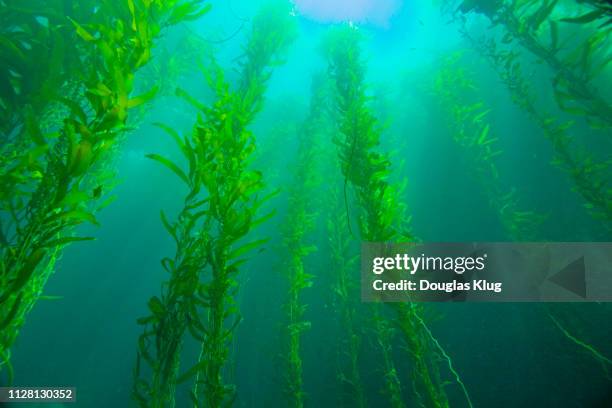 kelpforest5jun8-17 - kelp stock pictures, royalty-free photos & images