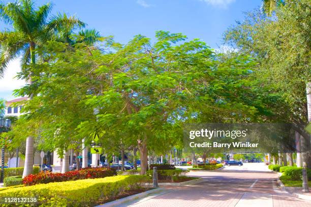 trees arching over street in boca raton - boca raton stock pictures, royalty-free photos & images