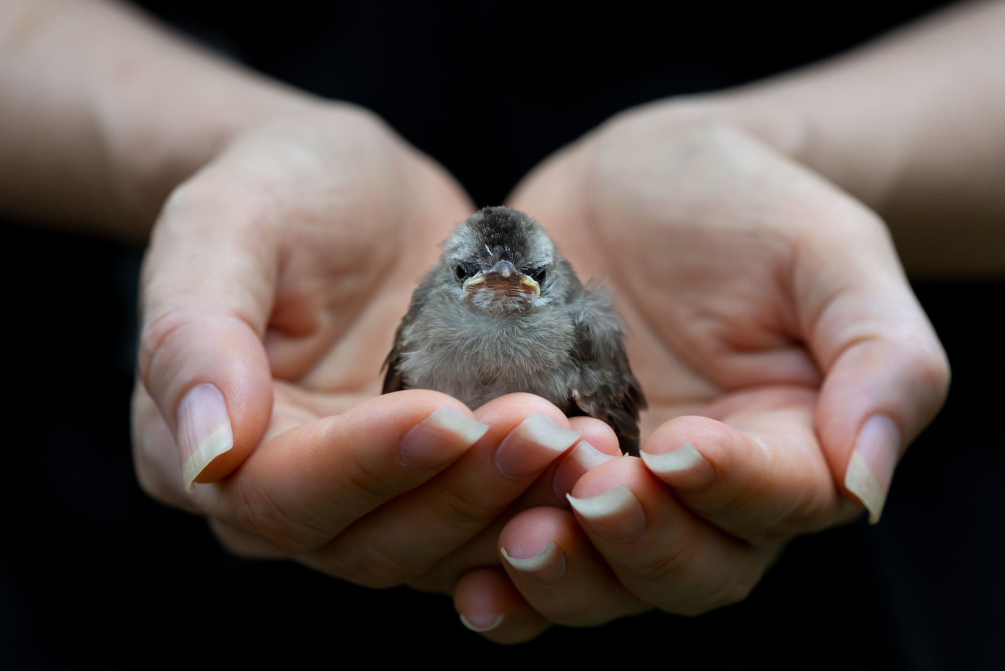 bird protection