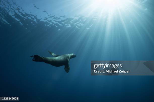 sea lion in sun beams - zalophus californianus imagens e fotografias de stock