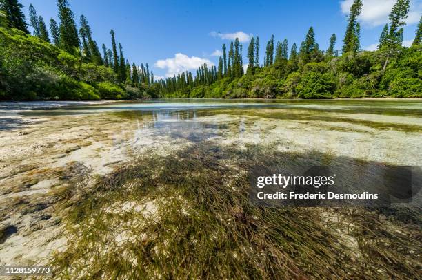 chenal de la piscine naturelle - océan pacifique stock pictures, royalty-free photos & images