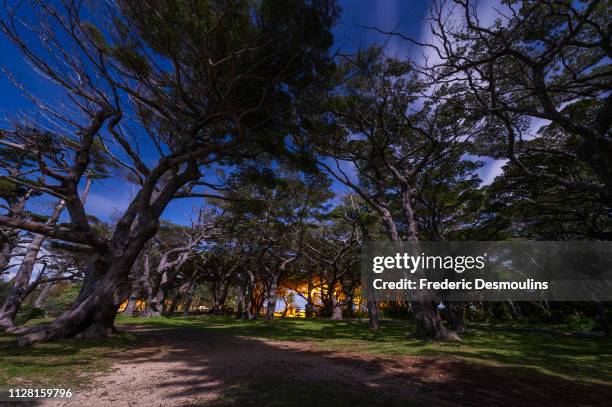 forêt de bugny de nuit - baie de kanuméra - paradisiaque foto e immagini stock