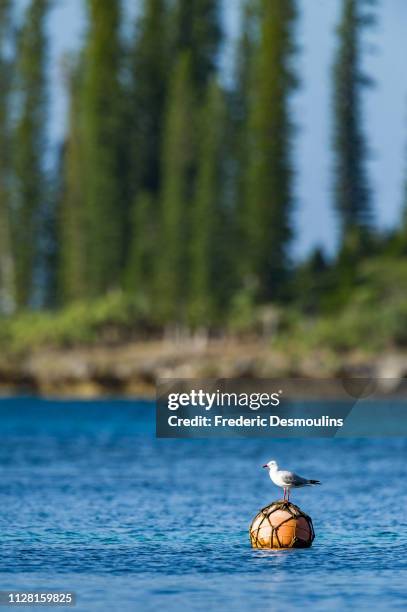 mouette sur flotteur - baie de kanuméra - océan pacifique 個照片及圖片檔