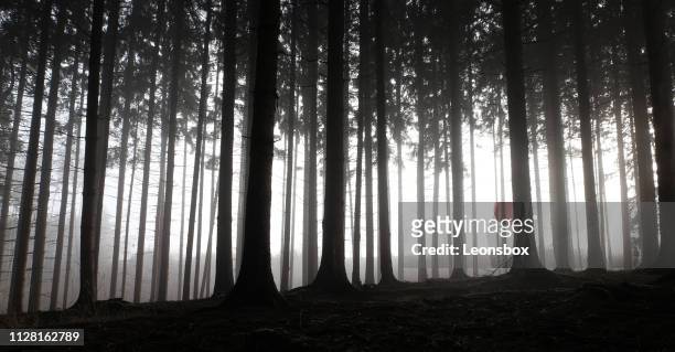 waldlandschaft mit dramatische silhouetten, miniatur-effekt und selektiven fokus - dark forest stock-fotos und bilder