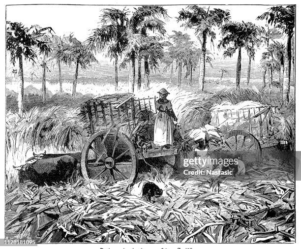 sugarcane plantation in the antilles - sugar cane stock illustrations